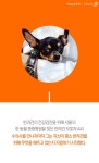 [펫카드] 우리 개 아픈데 사람 약 먹여도 돼요?