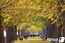 아산시, 은행나무길 금연거리 지정…7월1일부터 실시