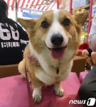 귀여운 식빵 엉덩이가 매력 만점인 SNS 스타견 백호 