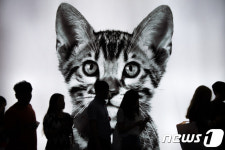 K 캣페어 찾은 애묘인들