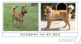 제주축산진흥원, 토종 제주개 26마리 11일 공개 분양·매각