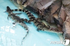 멸종위기 샴악어, 함평 양서파충류생태공원 입식
