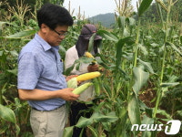 익산시, 생(生)으로 먹는 초당옥수수 본격 수확