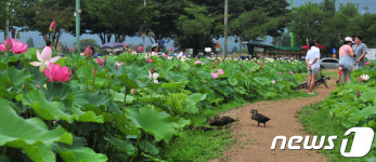 [화보]연꽃향에 뒤덮힌 천년고도 경주