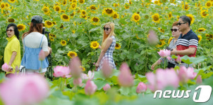 부여서동연꽃축제 해바라기는 덤으로