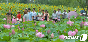 부여서동연꽃축제 연꽃과 해바라기와 만남