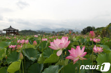 함안연꽃테마파크에 만개한 연꽃