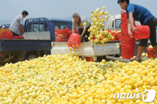버려지는 성주 참외
