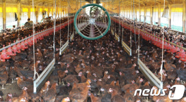 제한적으로 유통 허락된 닭