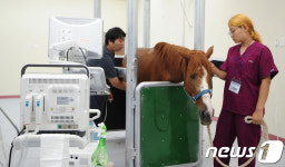 말의 고장 제주 말 전문 동물병원 개원