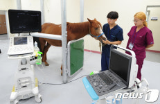 제주에 개원한 말 전문 동물병원