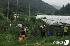 진안군청 공무원들, 부귀면서 블루베리 수확 일손돕기