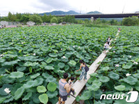 연꽃과 함께하는 주말 나들이