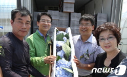 화훼 농가 1번지…강진군 수국 40만본 일본 수출