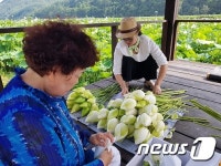 평창군 미탄면 창2리 주민이 가꾼 연꽃단지 활짝