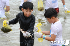 [화보]금징어를 잡아라…장사항 오징어맨손잡기축제 개막 
