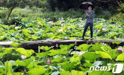 무더위 속 활짝 핀 강진 용정마을 홍련