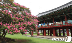 배롱나무 꽃 핀 학사루
