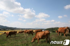 청탁금지법 300일에 수입산 날개…쇠고기 자급률 위험