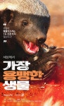 [펫카드] 인생은 벌꿀오소리처럼