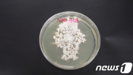 아고산대 침엽수에서 미기록 내생균 2종 발견