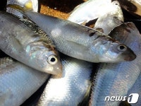 '특별한 추억쌓기' 와온마을 전어잡이 체험…8월부터