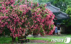 향교 입구 밝히는 배롱나무꽃 