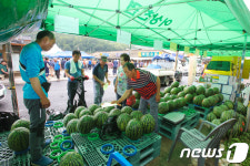 충북 단양 ‘어상천수박’ 본격 출하 … 6000톤 생산