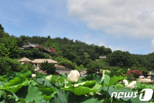 연꽃잔치 열린 양동마을