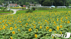 해바라기 만개한 양평 해바라기 마을