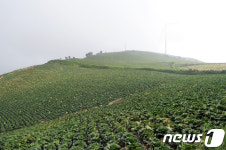 매봉산 배추 세상