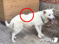 털이 한 움큼 빠진 퍼스트독 마루…무슨 일이?