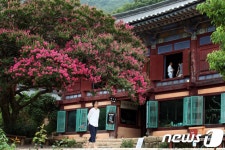 강진 백련사 백일홍...곱게 단장한 붉은꽃 활짝