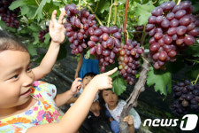 광주 무등산에서 즐기는 포도 따기 체험