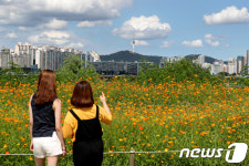 가을엔 코스모스지
