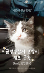[펫카드] 미모에 물오른 금정경찰서 고양이 레오