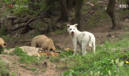 임이자, 들개된 유기견 유해야생동물 법안발의로 곤혹