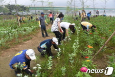 D-41…폭우·무더위 이기며 평창백일홍 축제준비 한창