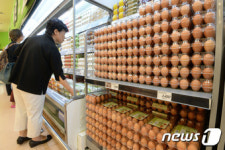 [살충제 달걀] 충남도, 94농가 513만 마리 산란계 전수조사 