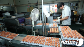 출하 위해 계란 전수검사 중인 경주 산란계 농장