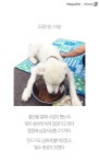 [펫카드]새끼만 낳다가 버려진 우도 도담이