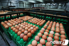 부산시 살충제 계란 반입되지 않아…농장도 없어