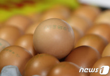 제주서 회수된 '08광명농장' 계란