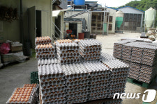 살충제 계란 전량 폐기 처분