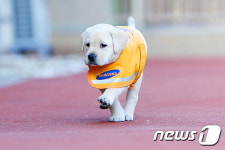 제 꿈은 안내견, 퍼피워킹 중이랍니다