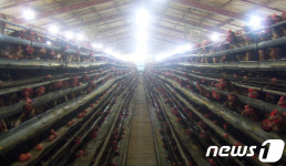 [르포]화순 동면 양계단지 닭 모이 공급 절반 줄여