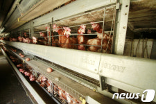 닭에 날갯짓을 허하라…공장식 밀집사육 이번엔 해결할까