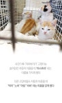 [펫카드] 하루 2번 구조된 자유바라기 고양이