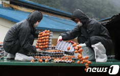 폐기되는 살충제 계란