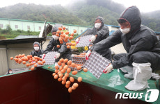 살충제 계란 폐기합니다